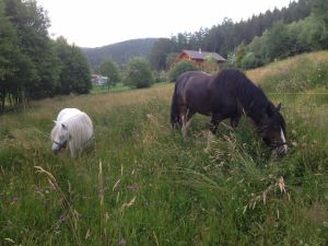Bild 7: Bed and breakfast chez Fayette bietet Zimmer mit Frühstück