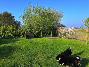 Bild 29: Ferienhaus Mia, eingezäunter Garten / fast Alleinlage / 4-5 Hunde
