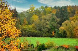 Bild 7: 4 Sterne Ferienwohnung Schwarzwaldparadies in sonniger Gartenlage.