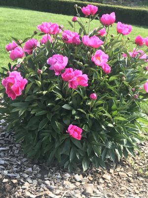 im Garten - Bild 20: Freistehendes Ferienhaus in paradiesischer Natur für Dich ganz allein.