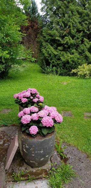 mit Wiese. - Bild 3: Freistehendes Ferienhaus in paradiesischer Natur für Dich ganz allein.