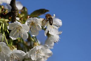 ein Paradies, nicht nur für Bienen. - Bild 14: Freistehendes Ferienhaus in paradiesischer Natur für Dich ganz allein.