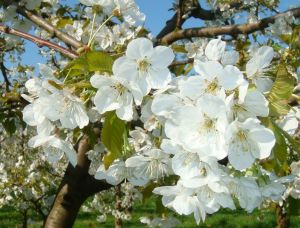 Bild 17: Große Ferienwohnung mit 3 Schlafzimmern und Sonnenterrasse