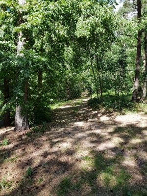 Bild 21: Ferienhaus in Alleinlage auf 1,7ha Wald-Grundstück, komplett eingezäunt