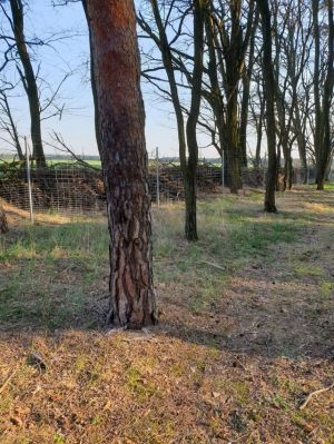 Bild 22: Ferienhaus in Alleinlage auf 1,7ha Wald-Grundstück, komplett eingezäunt