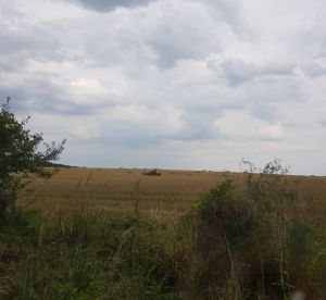 ..ein riesiges Fald - Bild 27: Ferienhaus in Alleinlage auf 1,7ha Wald-Grundstück, komplett eingezäunt