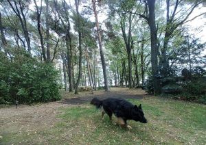 das riseige Grundstück ist ideal für Schnüffelnasen - Bild 32: Ferienhaus in Alleinlage auf 1,7ha Wald-Grundstück, komplett eingezäunt