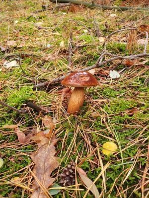 auf dem eigenen Grundstück im Spätsommer/Herbst - Bild 23: Ferienhaus in Alleinlage auf 1,7ha Wald-Grundstück, komplett eingezäunt