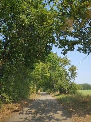 Bild 25: Ferienhaus in Alleinlage auf 1,7ha Wald-Grundstück, komplett eingezäunt