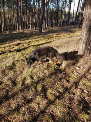 Bild 31: Ferienhaus in Alleinlage auf 1,7ha Wald-Grundstück, komplett eingezäunt