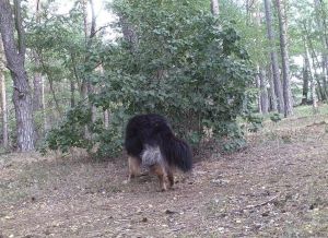 ..es gibt immer etwas zu erkunden - Bild 33: Ferienhaus in Alleinlage auf 1,7ha Wald-Grundstück, komplett eingezäunt