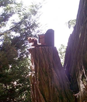 Bild 20: Ferienhaus in Alleinlage auf 1,7ha Wald-Grundstück, komplett eingezäunt