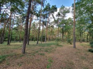 Bild 18: Ferienhaus in Alleinlage auf 1,7ha Wald-Grundstück, komplett eingezäunt