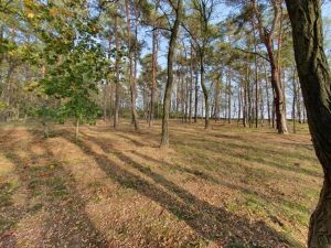 Bild 19: Ferienhaus in Alleinlage auf 1,7ha Wald-Grundstück, komplett eingezäunt