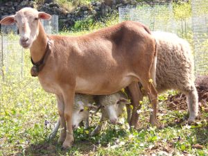 Bild 14: Casa Frederico - altkanarisches Bauernhaus-zur Zeit nicht buchbar