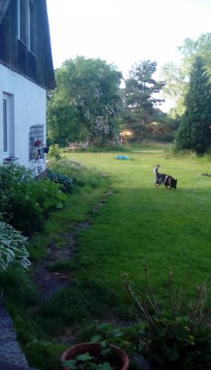 Bild 17: Ferienwohnung in Mecklenburg, Mitten in einem Dorf, auch mit Hunde(n)