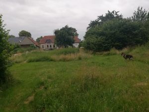 Bild 27: Ferienwohnung in Mecklenburg, Mitten in einem Dorf, auch mit Hunde(n)