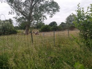 Bild 26: Ferienwohnung in Mecklenburg, Mitten in einem Dorf, auch mit Hunde(n)