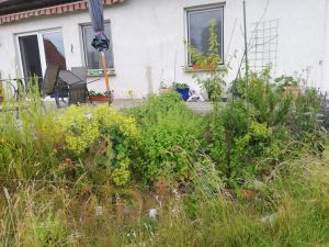 Bild 18: Ferienwohnung in Mecklenburg, Mitten in einem Dorf, auch mit Hunde(n)