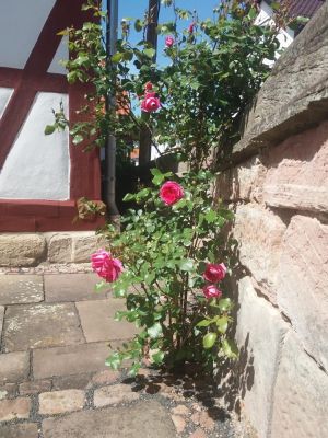 Bild 4: Ferienhaus Kieselbach am Rande der Thüringschen Rhön