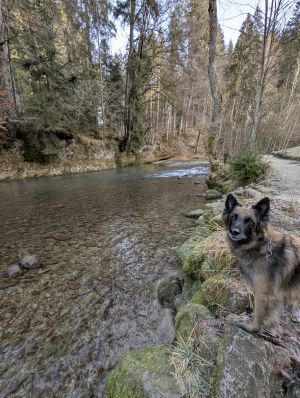 Bild 8: D207b herrlich gelegenes Feriendomizil Bruni in Wangen im Allgäu