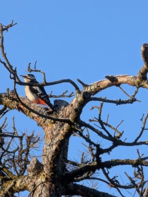 Bild 10: D207b herrlich gelegenes Feriendomizil Bruni in Wangen im Allgäu