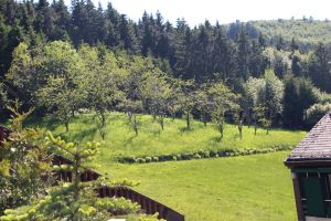 Bild 7: Ferienappartement "Beauty" im Nordschwarzwald - Hunde herzlich willkommen