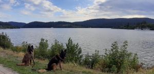 Bild 11: Ferienappartement "Beauty" im Nordschwarzwald - Hunde herzlich willkommen