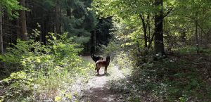 Bild 8: Ferienappartement "Beauty" im Nordschwarzwald - Hunde herzlich willkommen