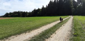 Bild 9: Ferienappartement "Beauty" im Nordschwarzwald - Hunde herzlich willkommen