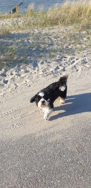Bild 3: Ferienhaus Stern in Zeeland urgemütlich und Strandnah