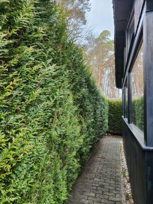 Das gesamte Ferienhaus ist von dieser immergrünen Hecke umgeben. - Bild 27: Haus mit Zaun an beliebten Wanderrouten mit Blick in den Sternenhimmel
