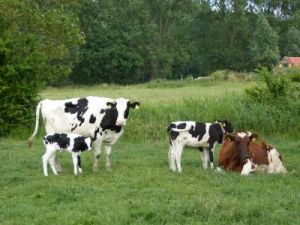 wir leben mit und von ihnen.. - Bild 3: Ferienwohnung Wäcken auf dem Bauernhof in Ostfriesland