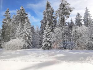 Bild 11: Ferienwohnung Waldblick im Wintersportort Oberhof