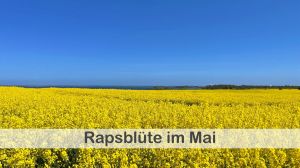 Die Rapsblüte im Mai ist wirklich unvergesslich. Die leuchtend gelben Felder ziehen jedes Jahr zahlreiche Besucher an und bieten eine wunderschöne Kulisse für Spaziergänge oder Fahrradtouren. - Bild 39: Ferienwohnung im Gutshaus, Entschleunigung pur für erholsame Tage