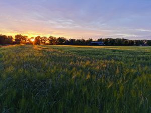 Bild 26: Dom Wizoch - Ferienwohnung Stettiner Haff / Ueckermünder Heide