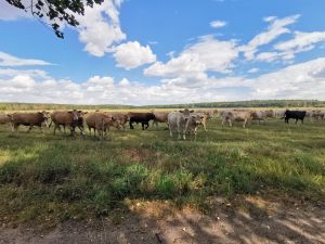 Bild 23: Dom Wizoch - Ferienwohnung Stettiner Haff / Ueckermünder Heide