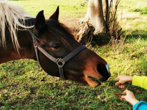 Bild 24: Dom Wizoch - Ferienwohnung Stettiner Haff / Ueckermünder Heide
