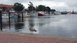 Bild 18: Ferienwohnung Sylt in der schönen Schleiregion