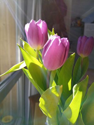 kleiner Willkommensgruß - Bild 9: Haus Little Lilly