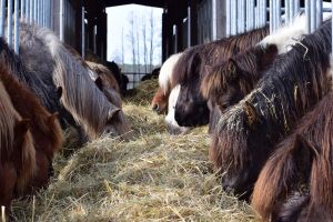 Guten Appetit! - Bild 7: Urlaub auf dem Reiterhof in Brandenburg