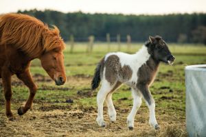 Ein neues Fohlen mit seiner Mutter - Bild 2: Urlaub auf dem Reiterhof in Brandenburg