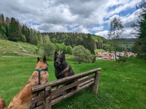 Bild 17: D1142a Ferienhaus Fehrengrund im Thüringer Wald