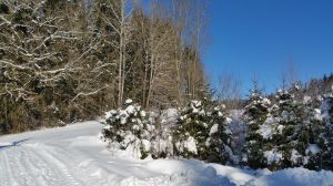 Bild 14: Waldhaus Sonnenberg Fewo 2 - der Traum von Ruhe und Erholung