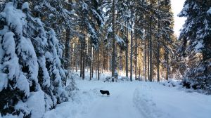Bild 19: Waldhaus Sonnenberg Fewo 4 - Traum von absoluter Ruhe und Erholung