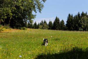 Bild 6: Waldhaus Sonnenberg Fewo 4 - Traum von absoluter Ruhe und Erholung