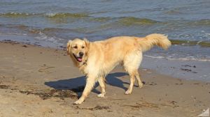 Bei uns ist Urlaub mit Hund möglich und es dürfen wirklich alle an den Strand, der direkt von dem Studio liegt. - Bild 14: A50 Urlaub auf der Insel Rügen mit dem Ostseestrand fast vor der Haustür