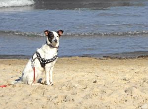 Urlaub mit Hund - Bild 12: D13 Urlaub mit dem Ostseestrand vor der Haustür mit 2 SZ & Terrasse, Rügen
