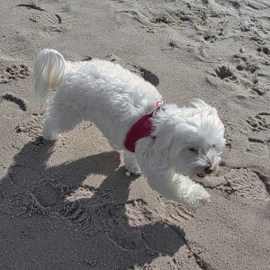 Bild 18: D13 Urlaub mit dem Ostseestrand vor der Haustür mit 2 SZ & Terrasse, Rügen