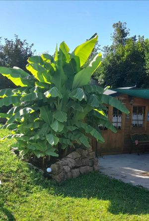 Garten - Bild 20: Ferienwohnung am Moosweiher
